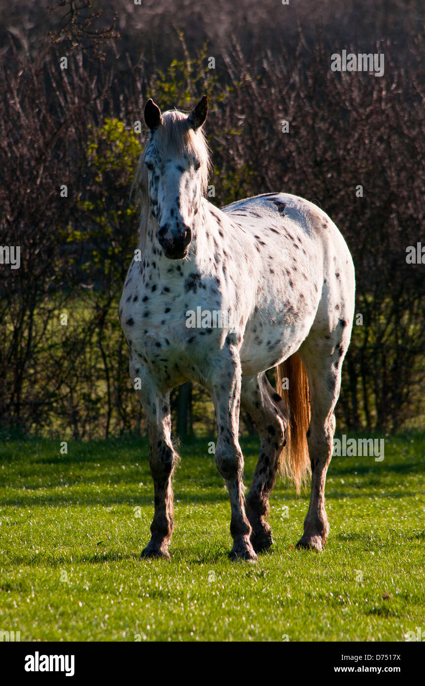 Cheval Appaloosa leopard-robe tachetée Photo Stock - Alamy