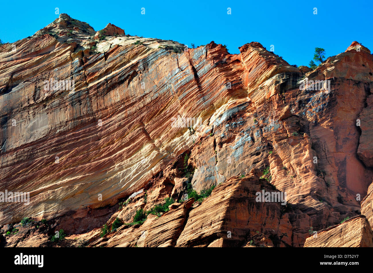 Mur de Zion Canyon dans le Parc National Zion présentant des couches de grès de couleur Banque D'Images