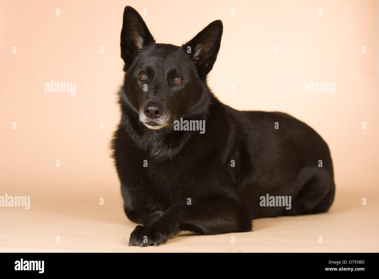 Berger Allemand allongé Banque D'Images