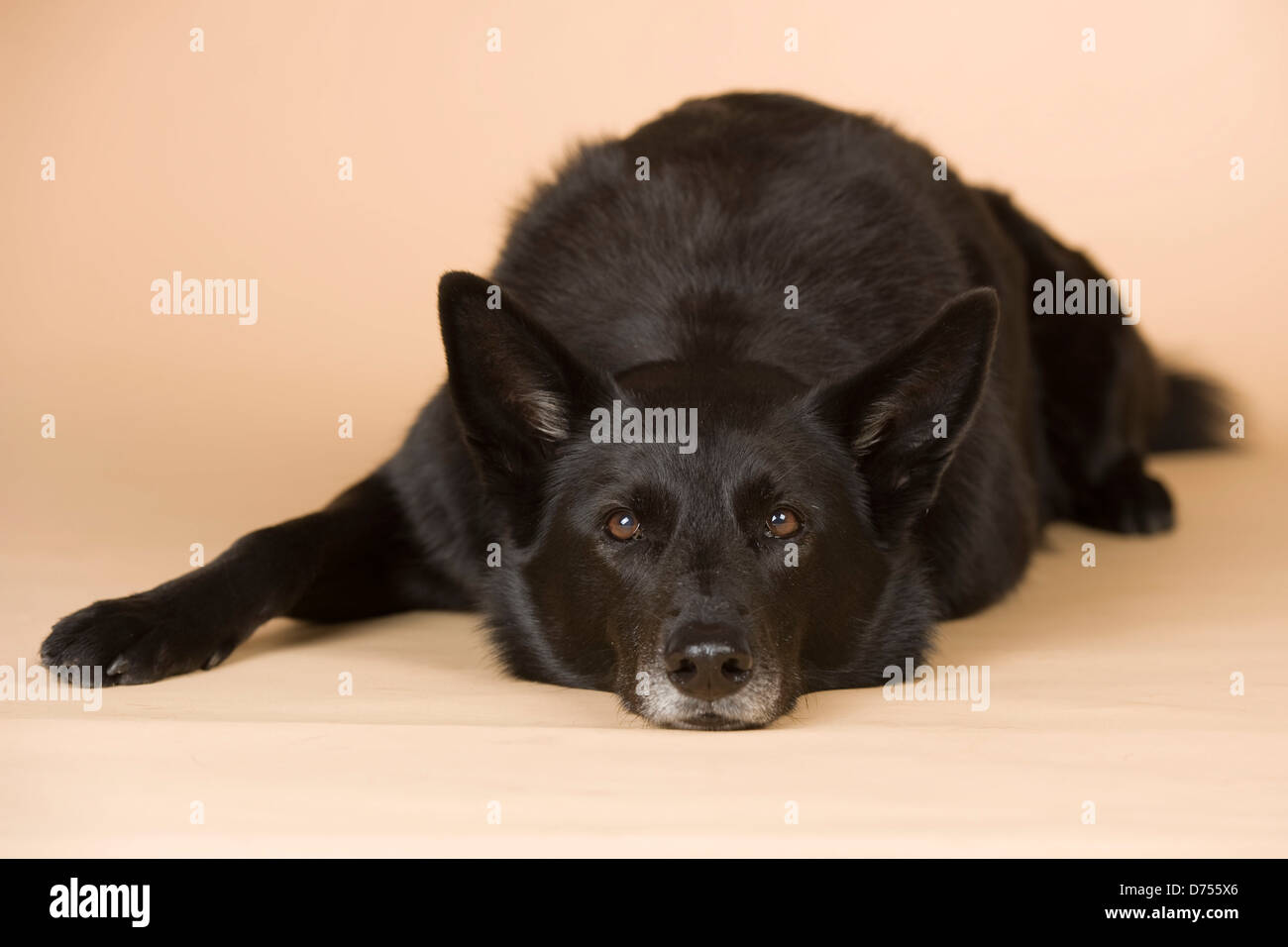 Berger Allemand allongé Banque D'Images