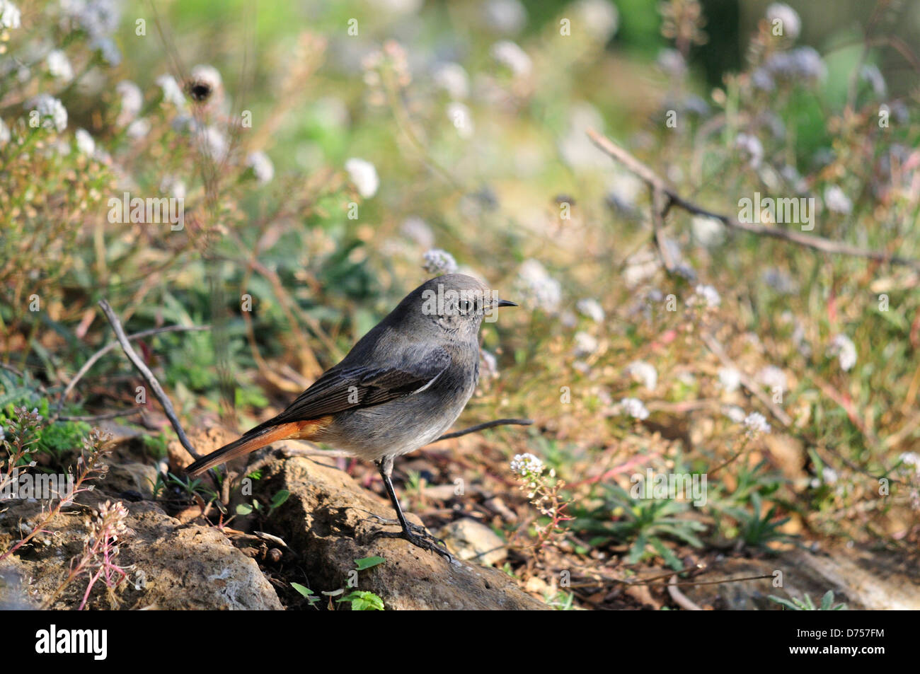 Rougequeue noir (Phoenicurus ochruros) Barcelone, Espagne, janvier Banque D'Images