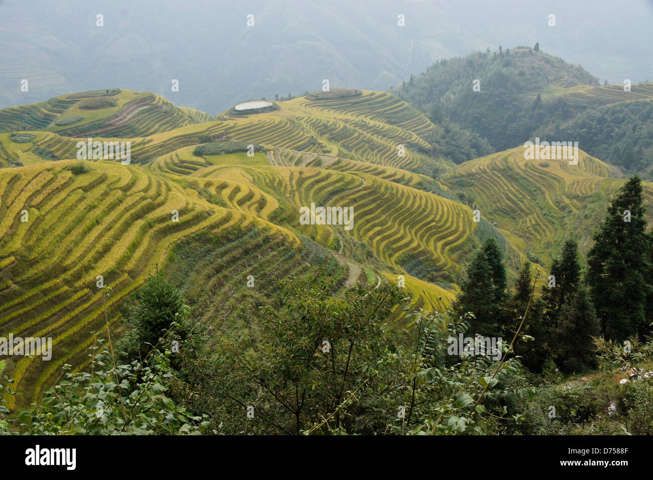 Les rizières en terrasse de Longsheng, Guangxi, Chine Banque D'Images