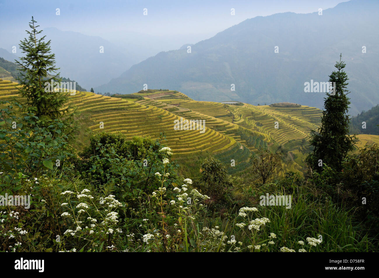 Les rizières en terrasse de Longsheng, Guangxi, Chine Banque D'Images