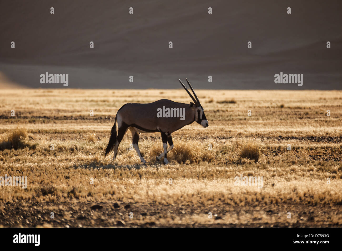 Gemsbok Oryx pèle dans le désert namibien Banque D'Images