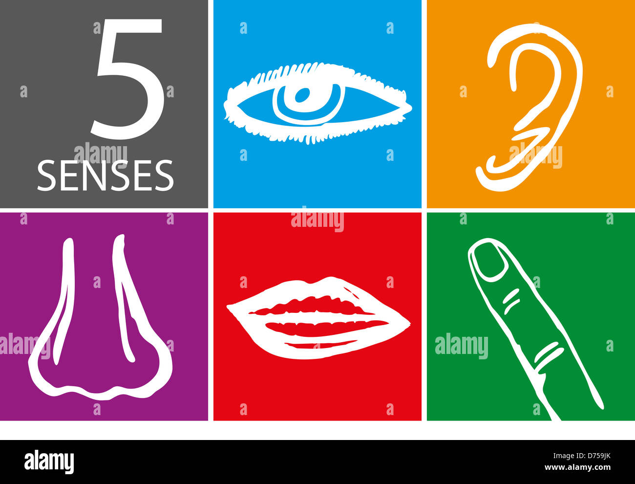 Cinq sens icon set - Vector Illustration Banque D'Images