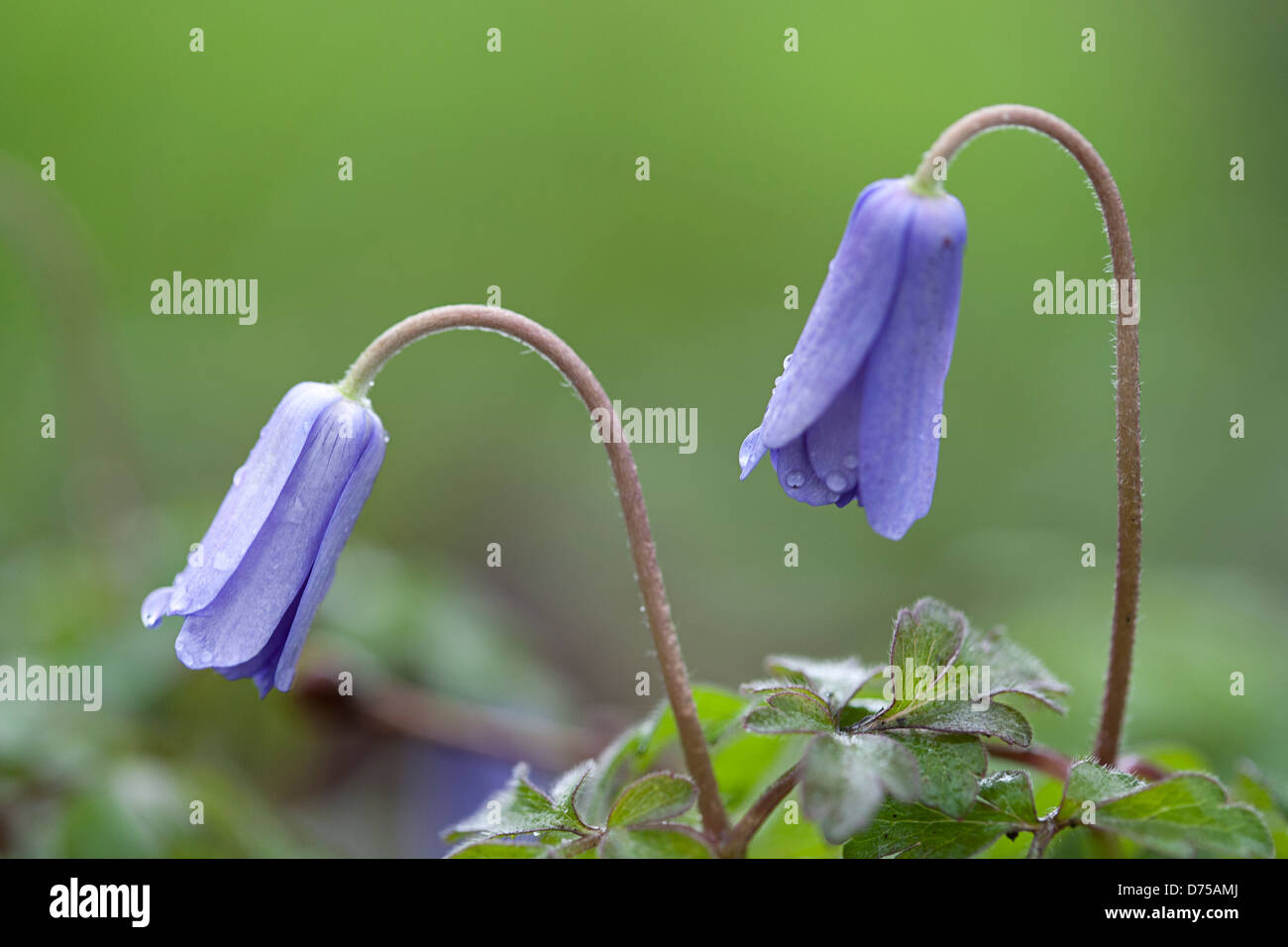 Close-up of Blue Anemone (Anemone blanda) Banque D'Images