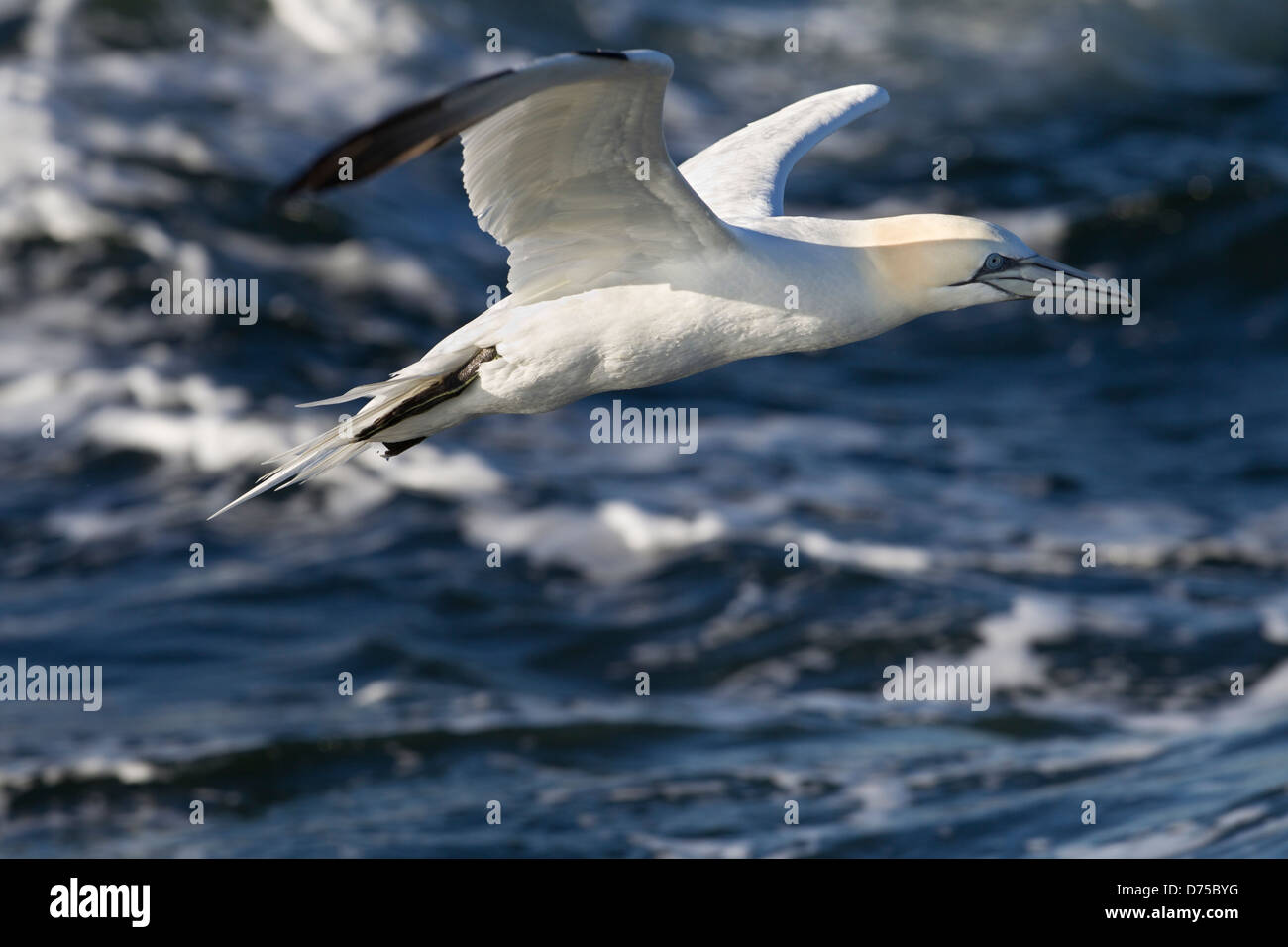 Fou de Bassan (Morus bassanus), en plumage d'hiver, en vol au dessus des eaux de l'Océan Atlantique Banque D'Images