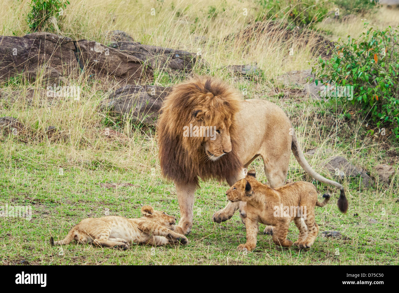 L'Afrique de l'Homme Lion, Panthera leo, en jouant avec deux oursons, Masai Mara National Reserve, Kenya, Africa Banque D'Images