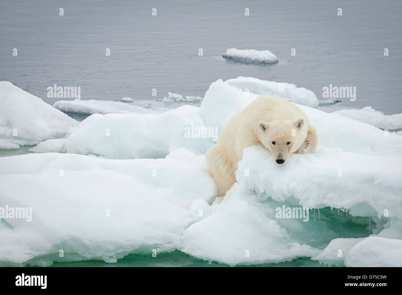 Femelle Ours blanc, Ursus maritimus, reposant sur la neige, Olgastretet la banquise, archipel du Svalbard, Norvège Banque D'Images