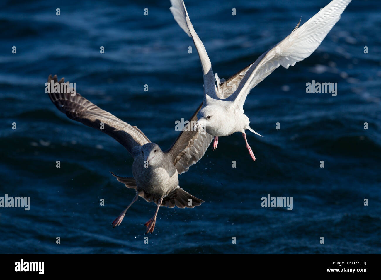 L'Islande en première Gull plumage hivernal en concurrence pour la nourriture avec un deuxième hiver Goéland argenté Banque D'Images