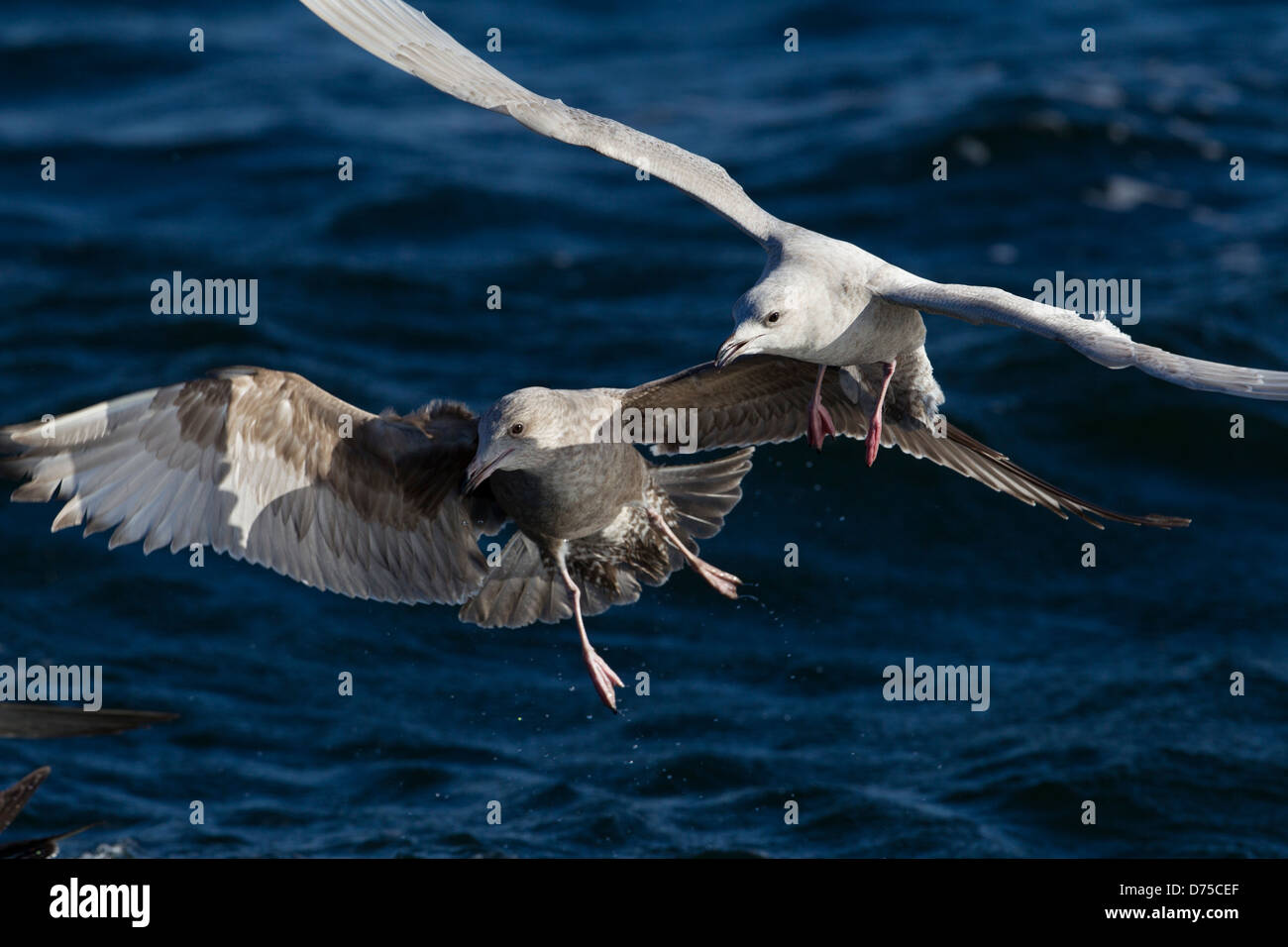 L'Islande en première Gull plumage hivernal en concurrence pour la nourriture avec un deuxième hiver Goéland argenté Banque D'Images