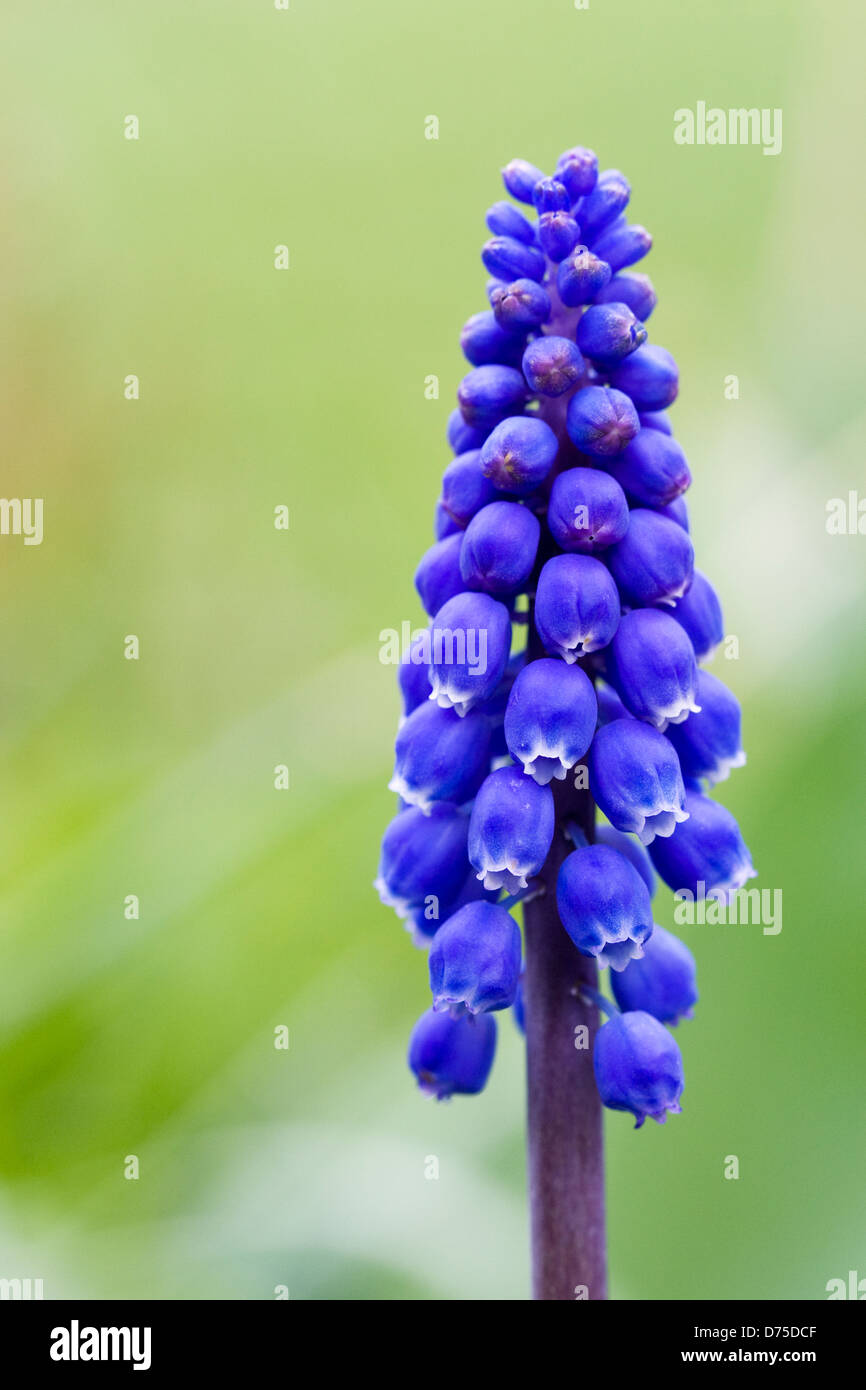 Muscari armeniacum. Un seul muscaris dans le jardin. Banque D'Images