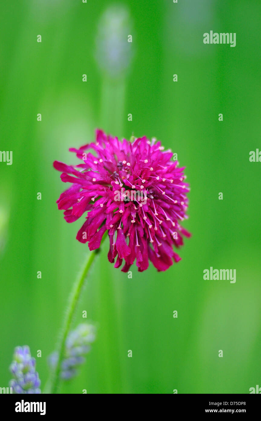 Knautia macedonica une vivace fleur de jardin Banque D'Images