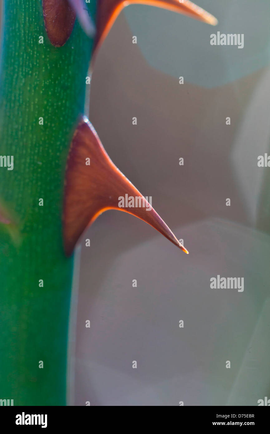 Portrait d'une rose Thorne. Banque D'Images