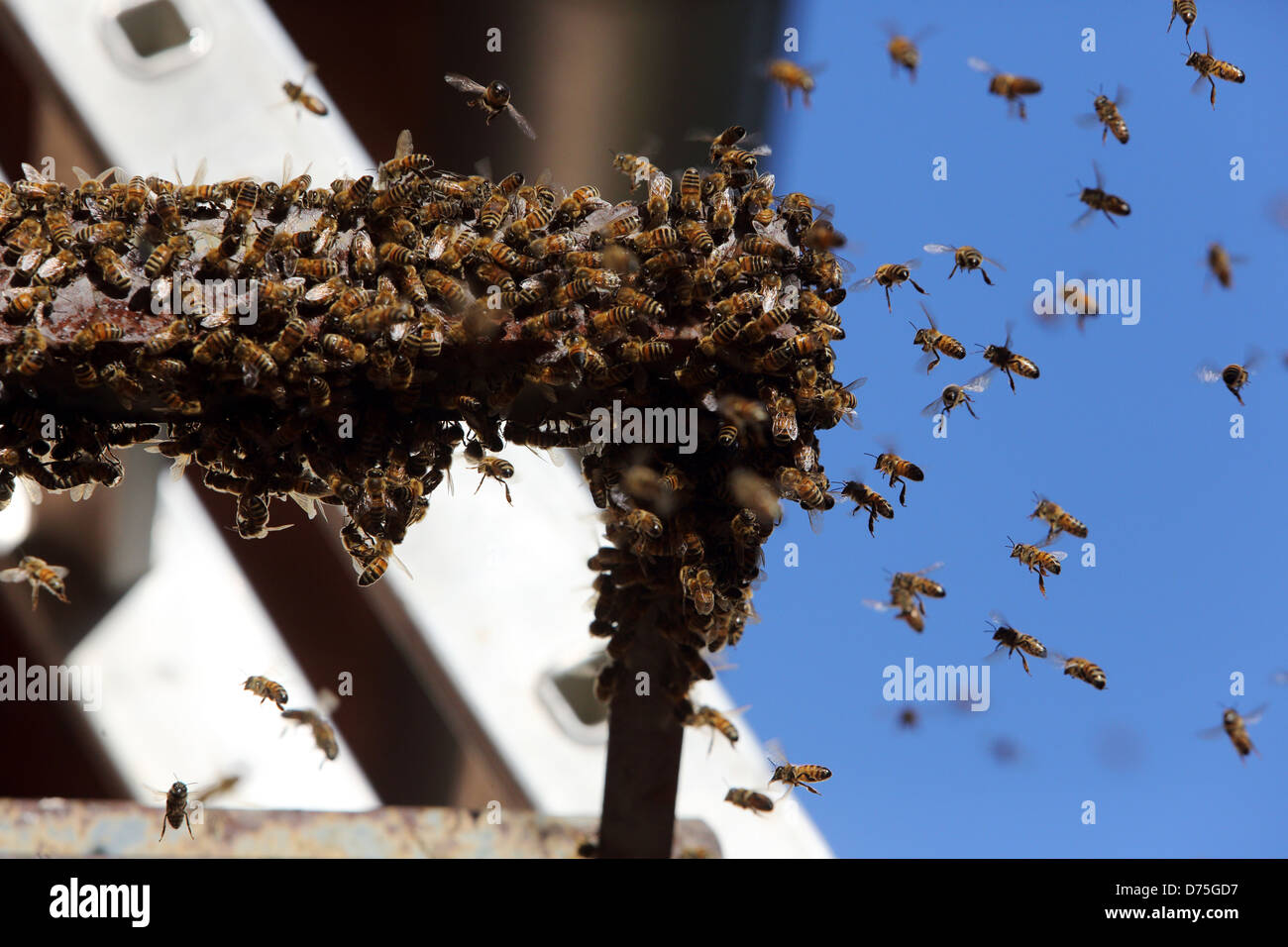 Castel Giorgio, Italie, les abeilles en vol Banque D'Images