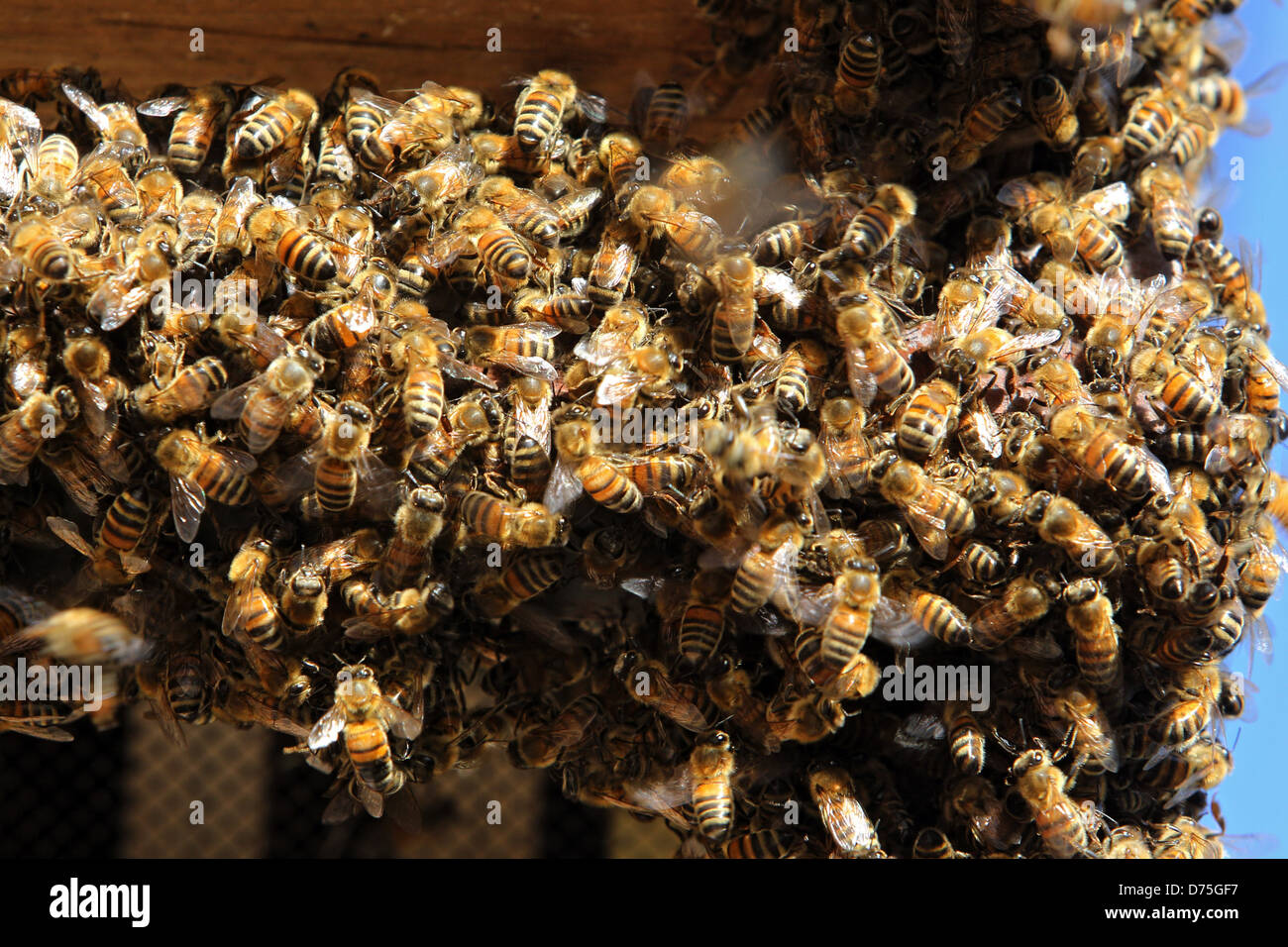 Castel Giorgio, Italie, essaim d'abeilles Banque D'Images