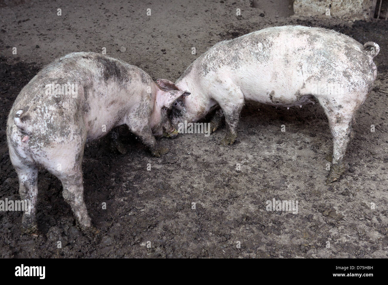 San Lorenzo, l'Italie, les porcs domestiques Banque D'Images