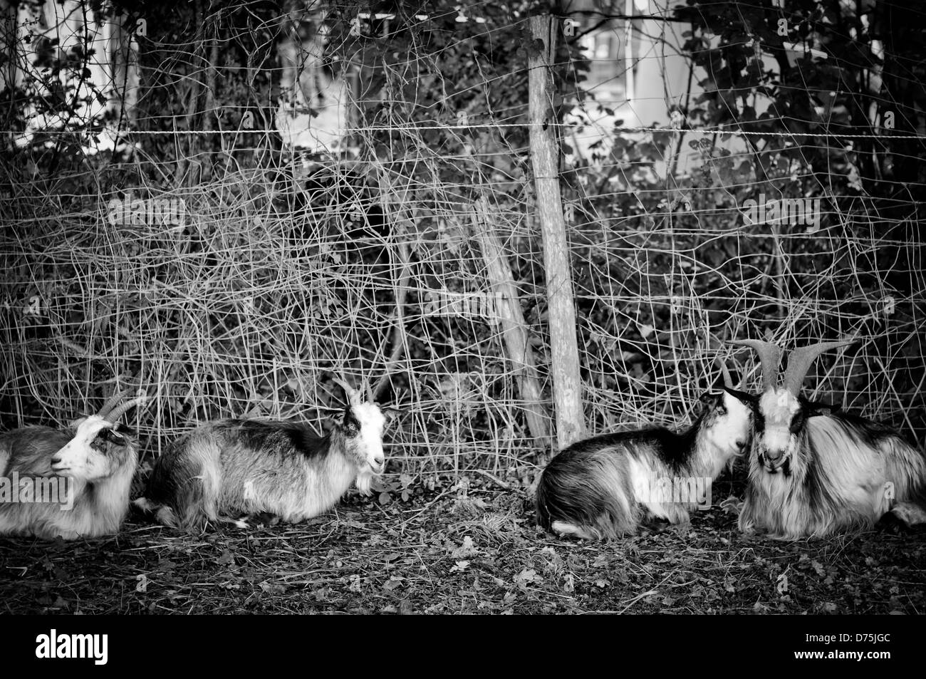 Les chèvres à la ferme Banque D'Images