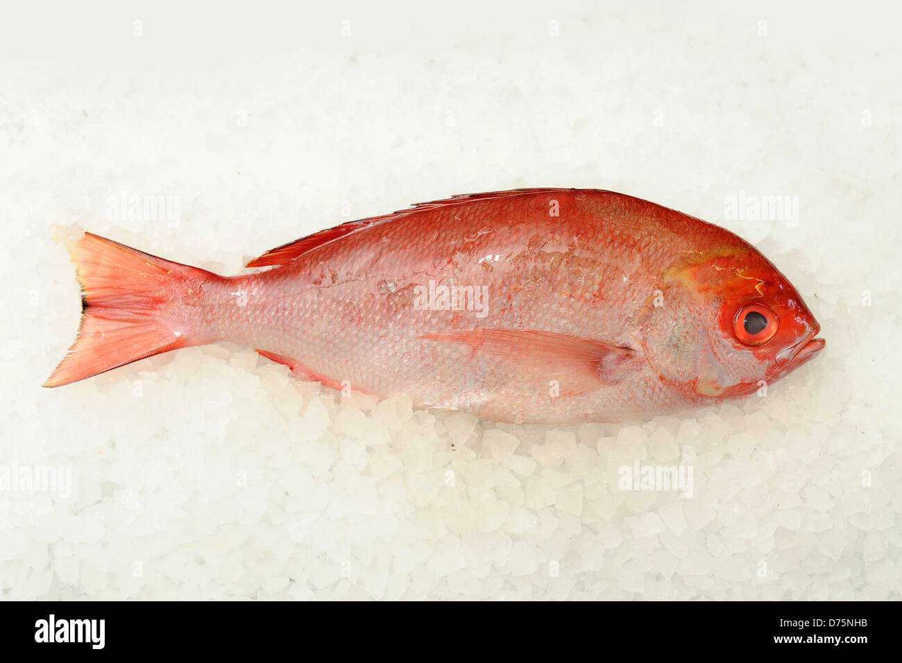 Poisson vivaneau rouge sur la glace Banque D'Images