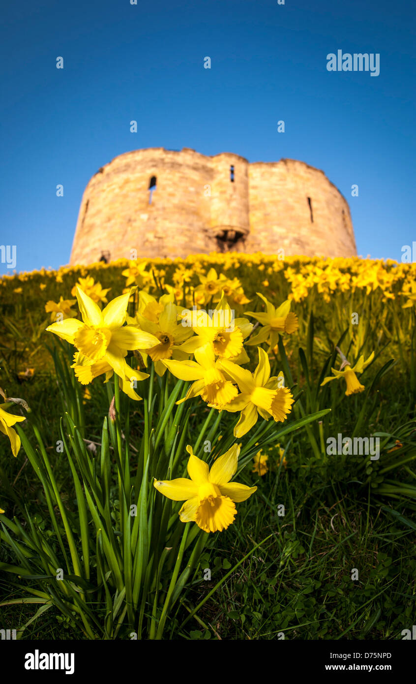 Jonquilles poussant sur le mont de la tour Clifford, York, Royaume-Uni Banque D'Images