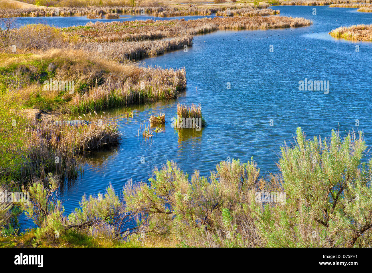 Roseaux et des eaux dans les zones humides des lacs cachés Hyatt Réserver encadrée par l'armoise dans l'ouest de Boise, Idaho Banque D'Images