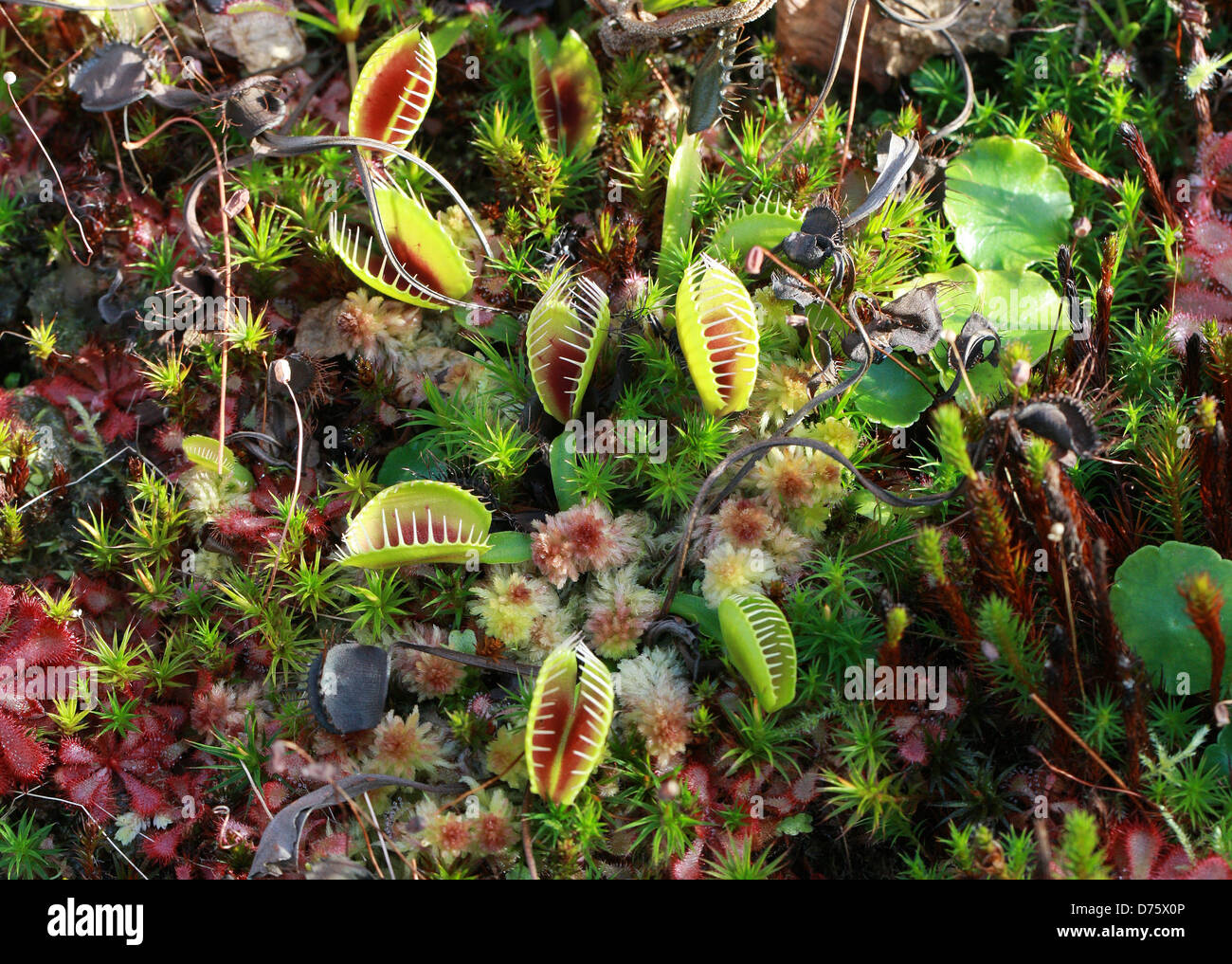 Venus Flytrap, Dionaea muscipula, Droseraceae. North Carolina, USA, Amérique du Nord. Une plante carnivore. Banque D'Images