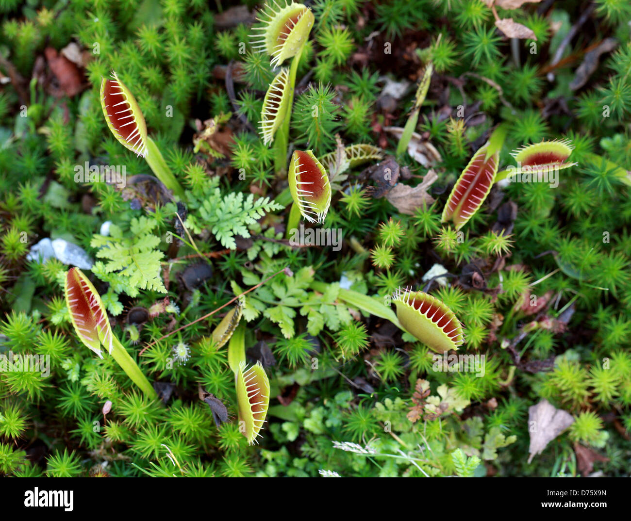 Venus Flytrap, Dionaea muscipula, Droseraceae. North Carolina, USA, Amérique du Nord. Une plante carnivore. Banque D'Images