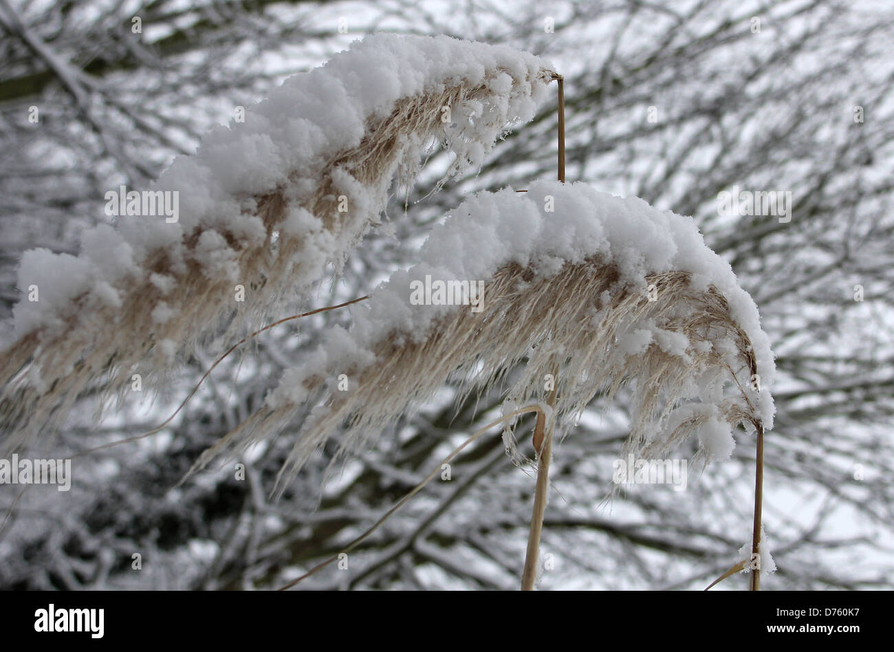 Photos de la neige dans et autour de St Paul's Cray le capital des pays et les banlieues environnantes a connu son premier Banque D'Images