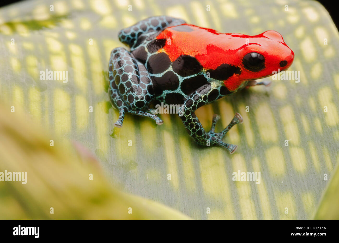 Tropical rouge poison dart frog, Ranitomeya ventrimaculata, une belle forêt de pluie mignon animal de la jungle amazonienne au Pérou et au Brésil. Banque D'Images
