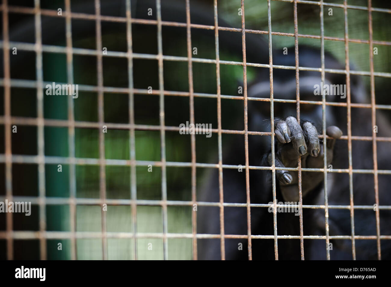 Les Célèbes crested macaque dans un centre de réadaptation, Sulawesi, Indonésie. Banque D'Images