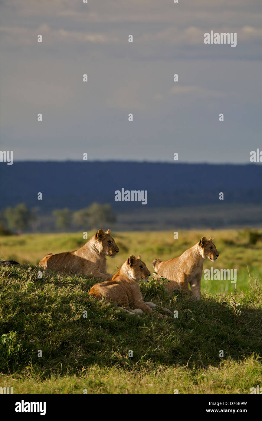 Lion Cubs (Panthera leo), de la fierté, de marais (Maasi Masai Mara National Reserve), Mara, Kenya, Afrique. Banque D'Images