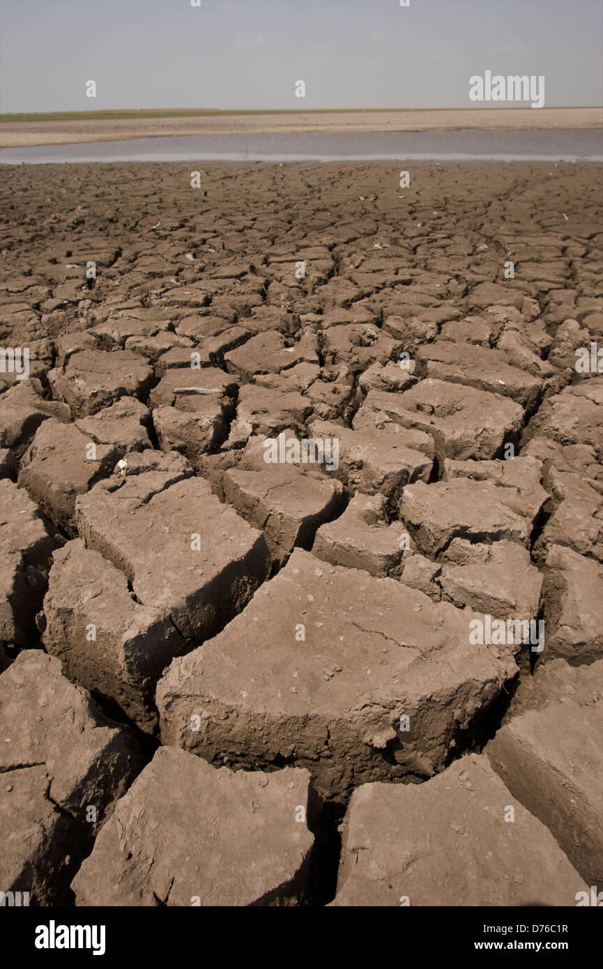 Dry Lake bed dans la sécheresse, la région des llanos, Hato El Cedral, le Venezuela, l'Amérique du Sud Banque D'Images