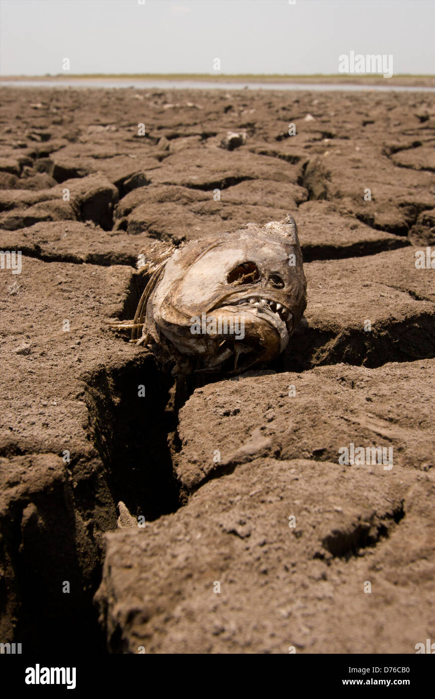 Le piranha à ventre rouge (Pygocentrus nattereri) morts sur le lac sec lit dans la sécheresse, la région des llanos, Hato El Cedral, Venezuela Banque D'Images