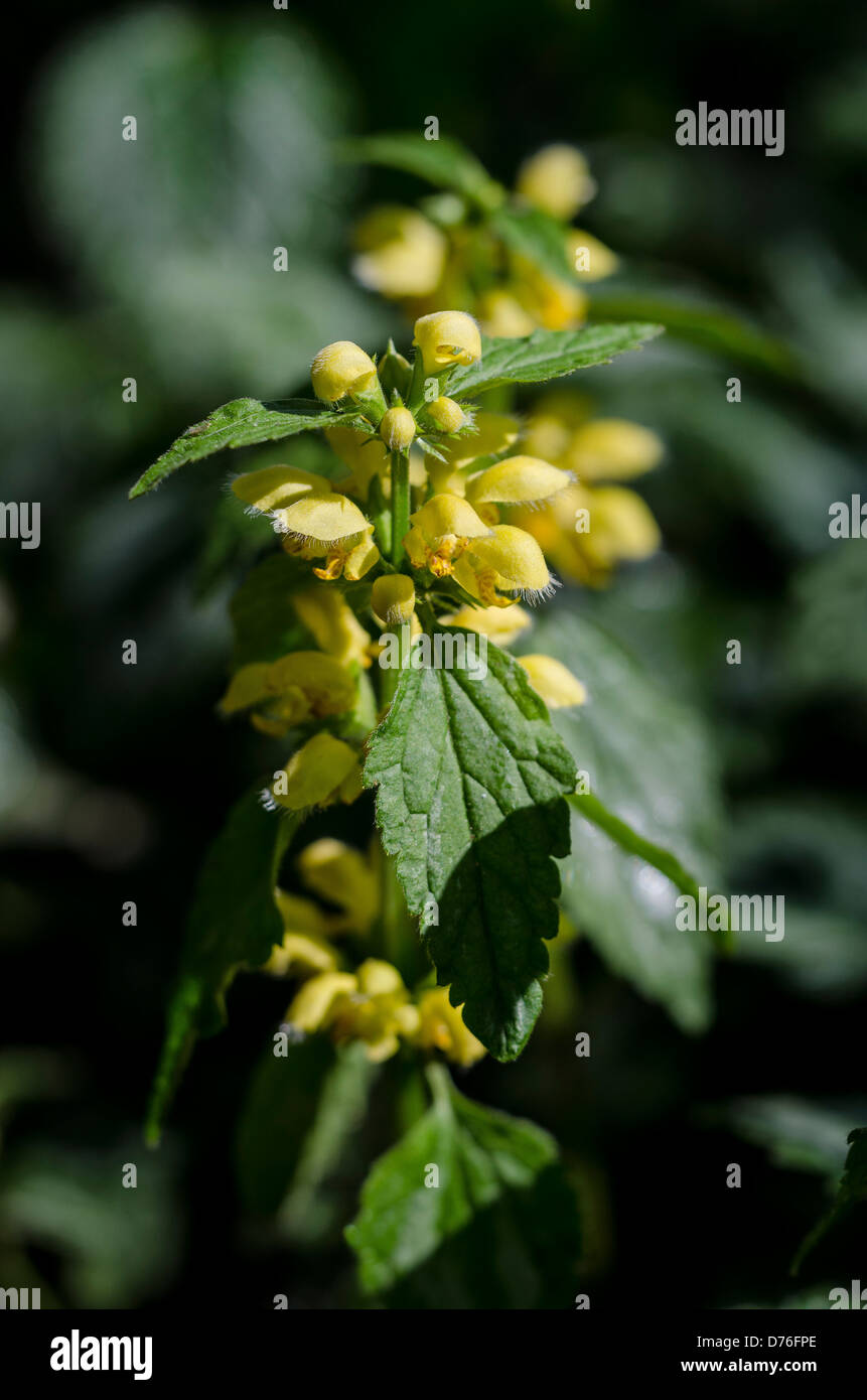 Lamium galeobdolon archange jaune Banque D'Images