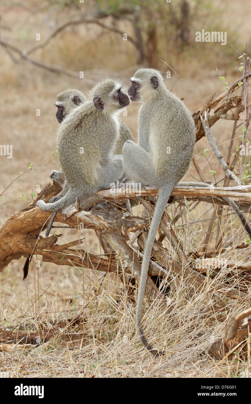 Les singes vervet (vert) (Cercopithecus aethiops) socialisation dans le parc national Kruger. Banque D'Images