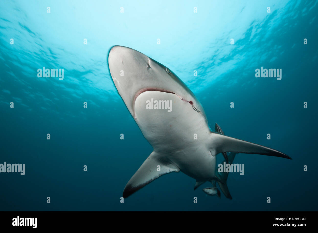Blacktip Shark, Carcharhinus limbatus, Aliwal Shoal, océan Indien, Afrique du Sud Banque D'Images