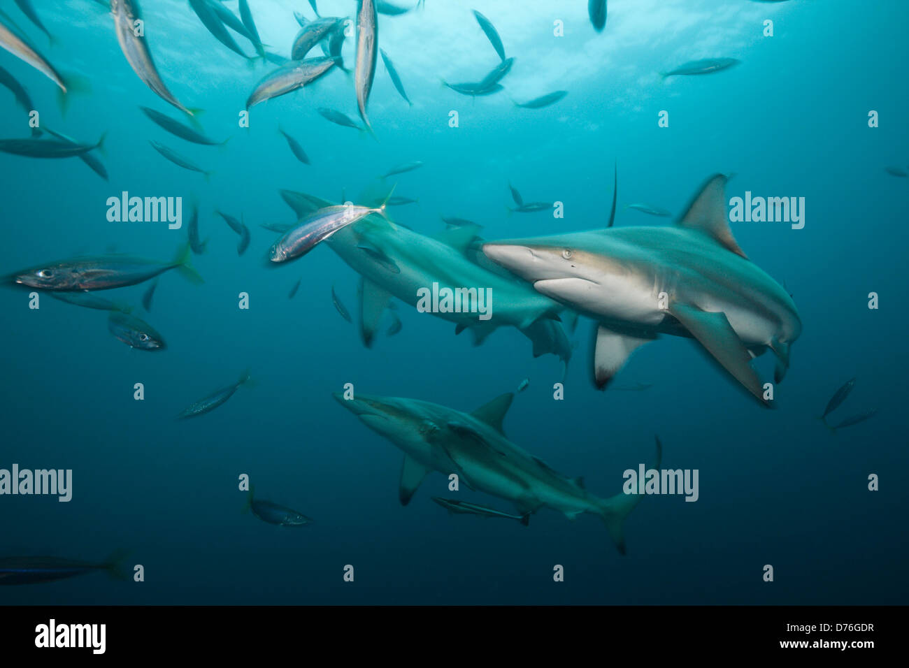 Blacktip Requins, Carcharhinus limbatus, Aliwal Shoal, océan Indien, Afrique du Sud Banque D'Images