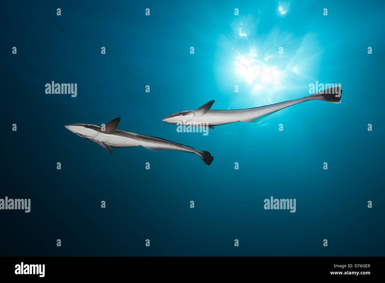 Suckerfishes Echeneis naucrates svelte, Aliwal Shoal,, de l'Océan Indien, Afrique du Sud Banque D'Images