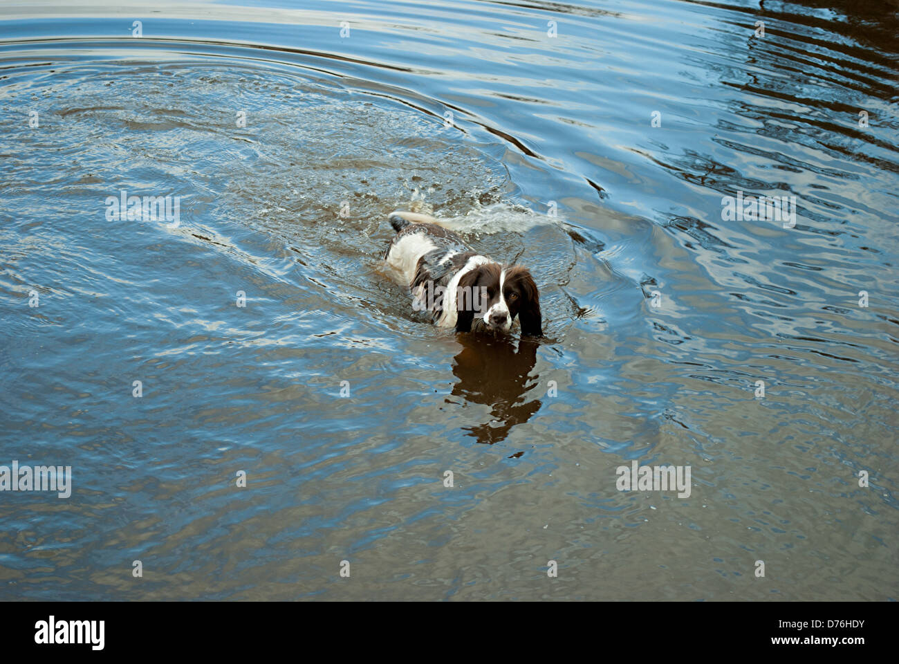Springer spaniel nager dans le lac Banque D'Images
