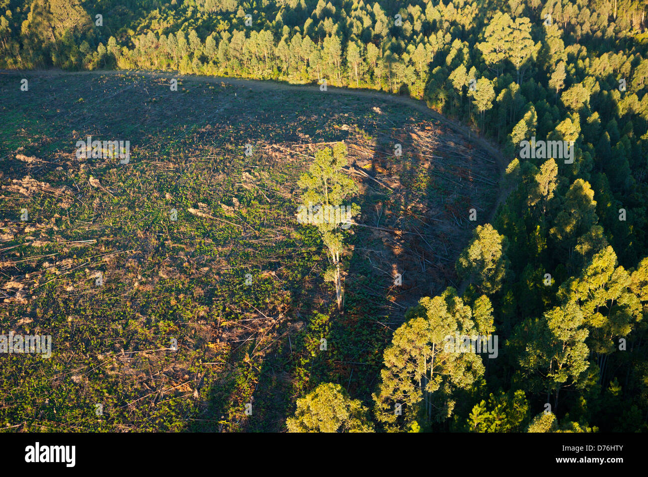 Les forêts tropicales défrichées pour la plantation de thé, Mbotyi, de l'Est Cap, Afrique du Sud Banque D'Images