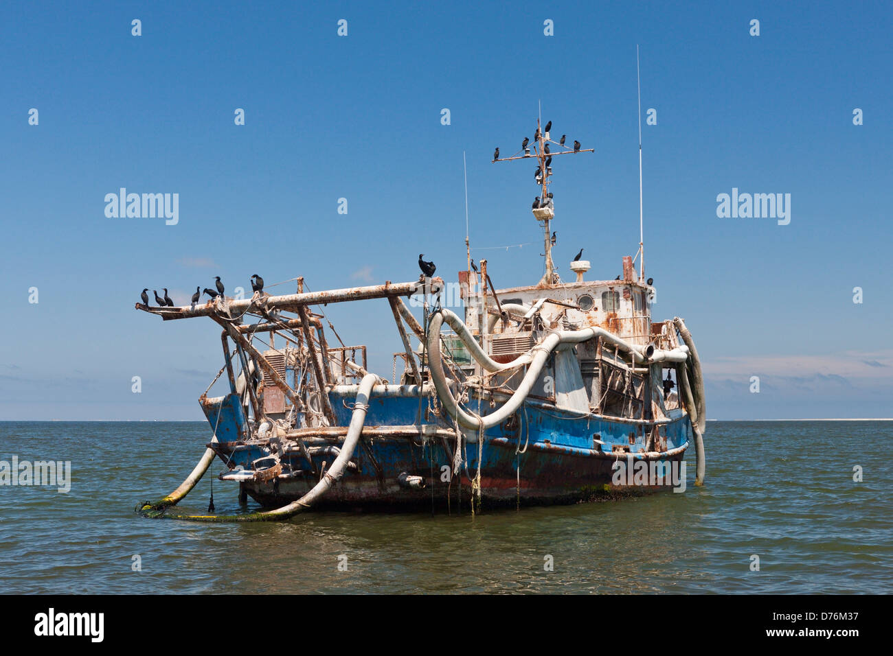 Cape Cormorant reposant sur l'épave, Phalacrocorax carpensis, Walvis Bay, en Namibie Banque D'Images