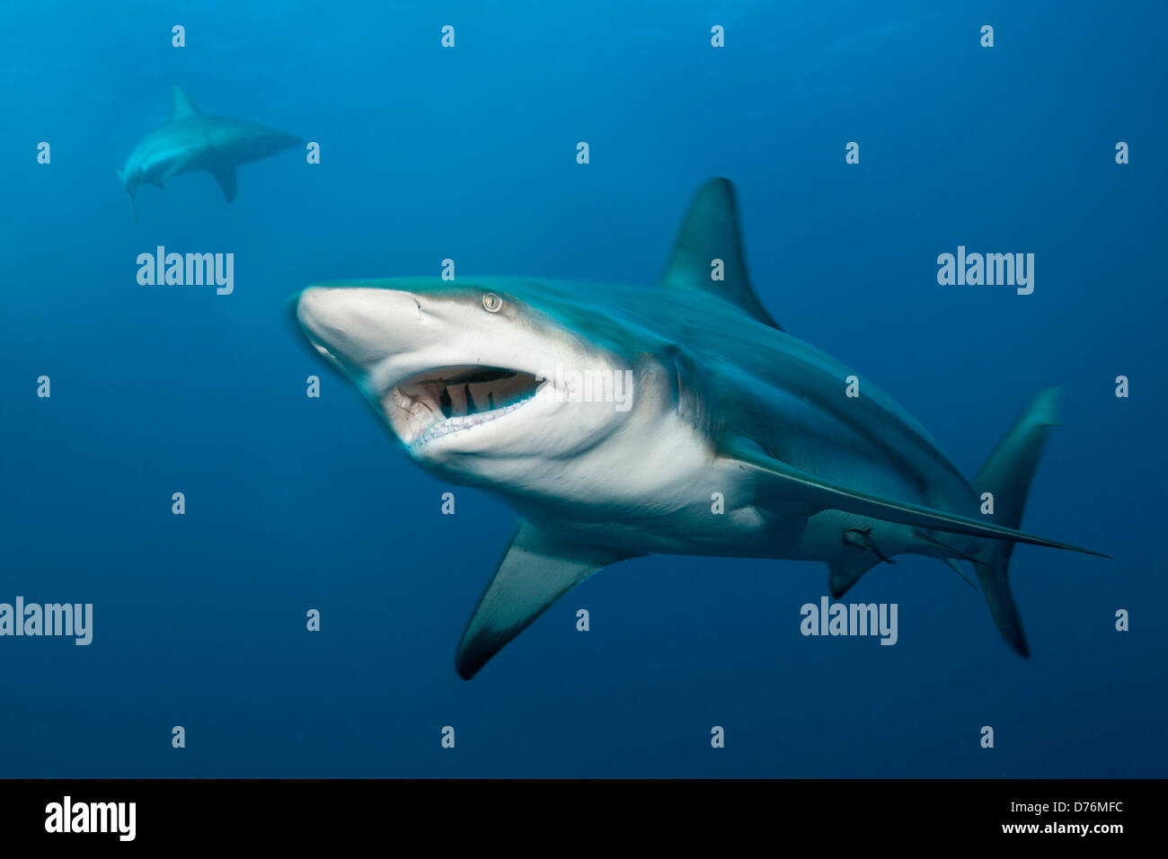 Blacktip Shark, Carcharhinus limbatus, Aliwal Shoal, océan Indien, Afrique du Sud Banque D'Images