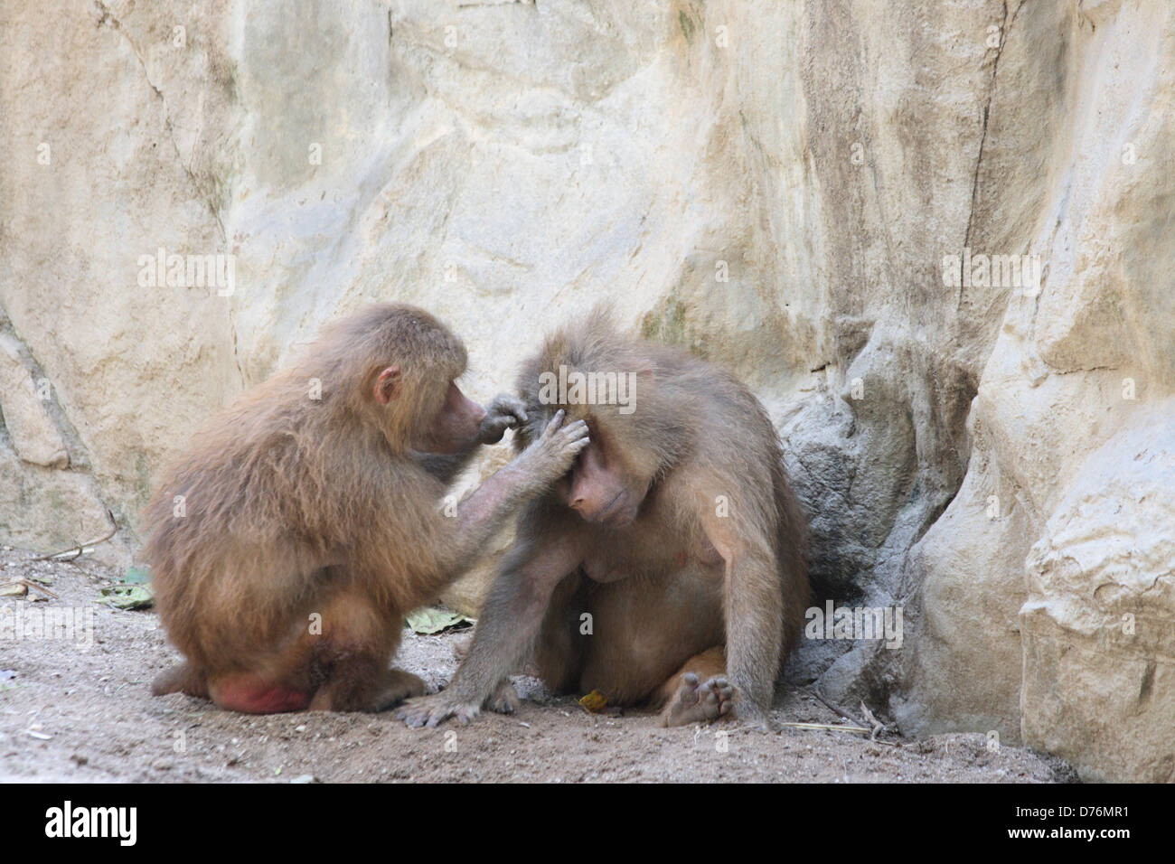 Les poux de tête de babouin Banque D'Images