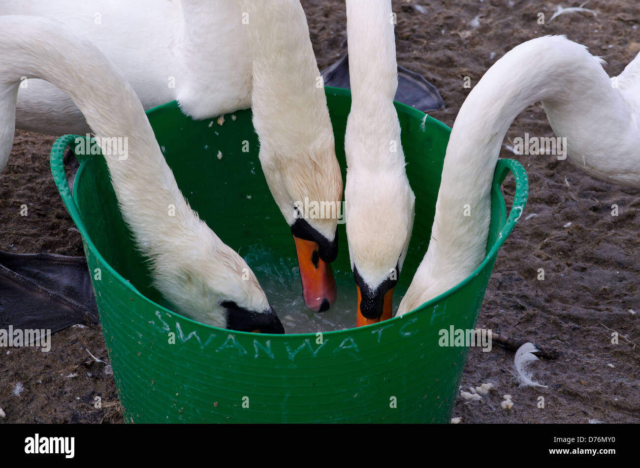Un groupe d'alimentation des cygnes Banque D'Images