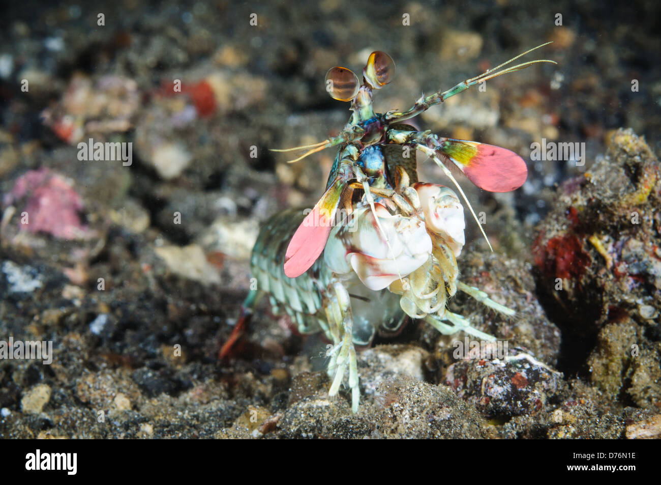 La queue de la crevette rose-mantis, Détroit de Lembeh, Sulawesi, Indonésie. Banque D'Images
