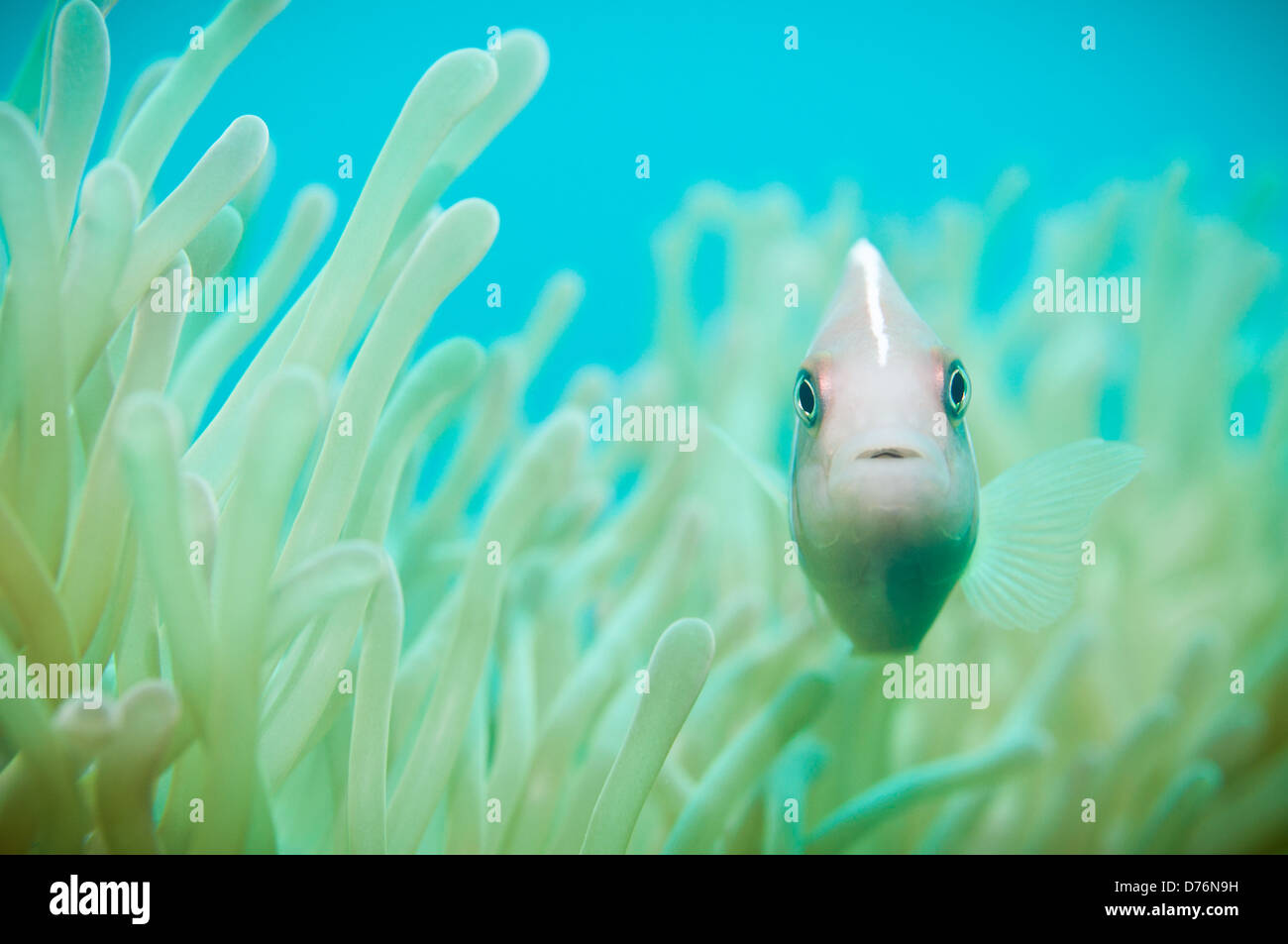 Poisson clown rose, le Détroit de Lembeh, Sulawesi, Indonésie. Banque D'Images