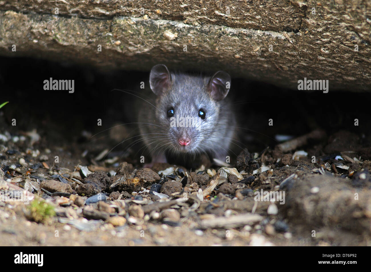 rat brun Banque D'Images