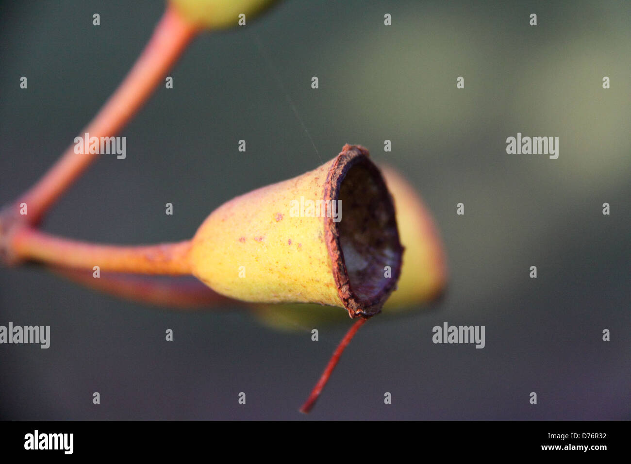 Les capsules de graines de fleurs rouges d'Australie Wattle 'Summer Glory' (Corymbia Ficifolia) Banque D'Images