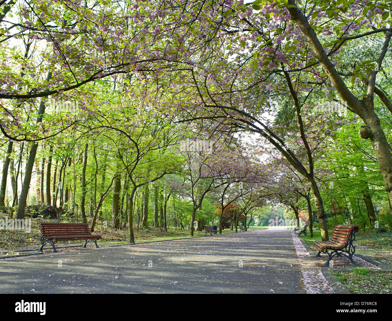 Belle allée du parc au printemps Banque D'Images