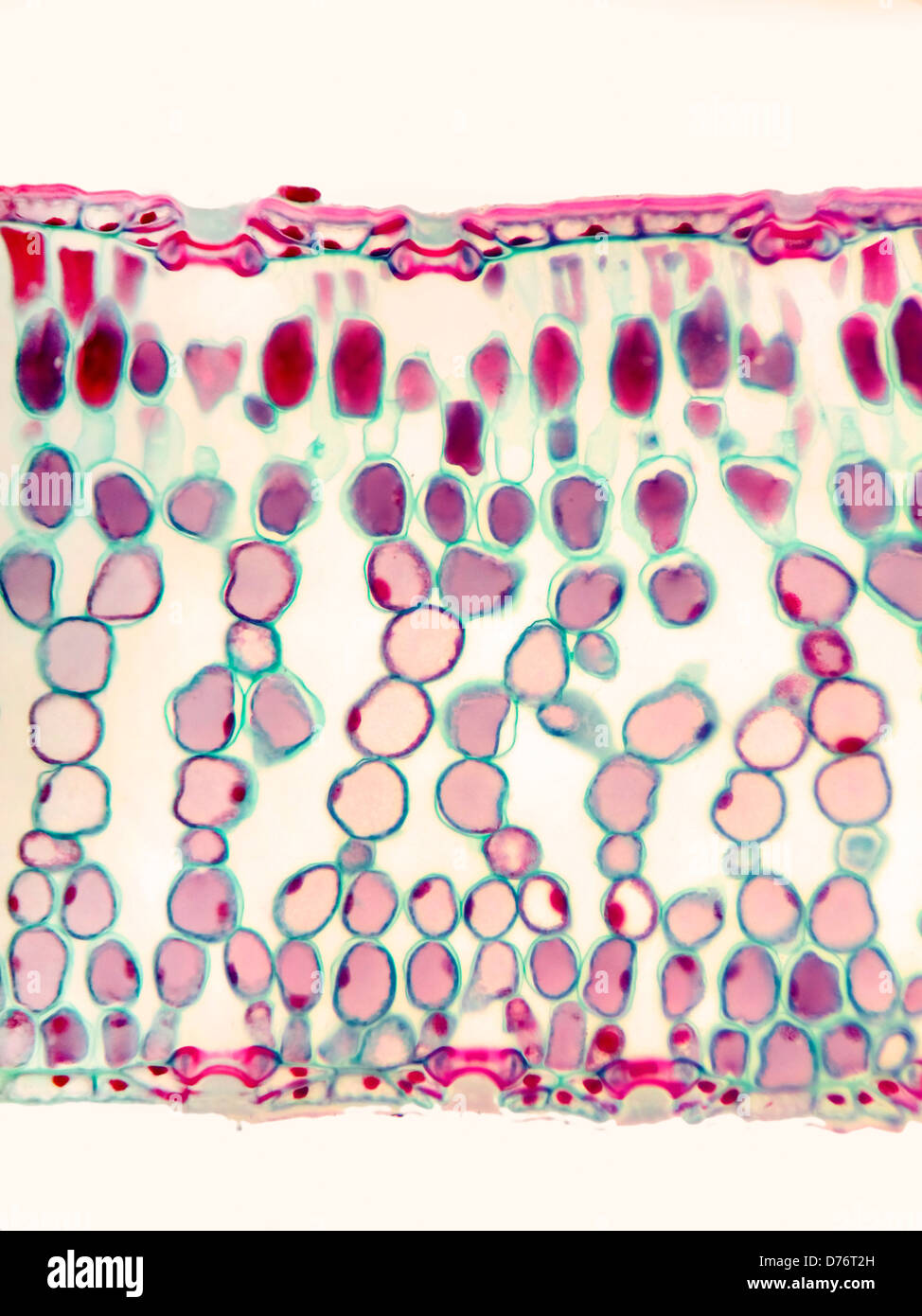 Partie d'aiguilles de pin de section longitudinale montrant les stomates sur les deux faces inférieure supérieure 200x de grossissement Banque D'Images